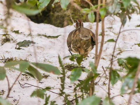 Image of Common Hill Partridge