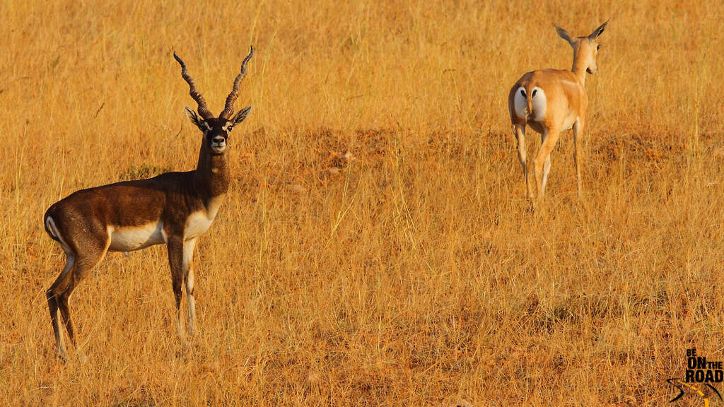 Image of Blackbuck