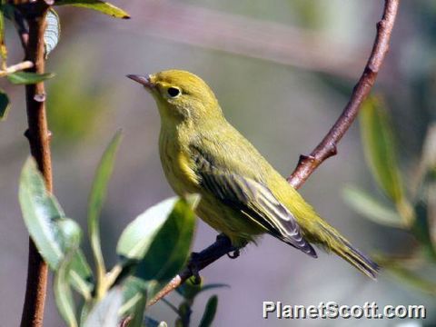 Image of Yellow Warbler