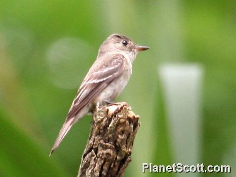Image of Eastern Wood-Pewee