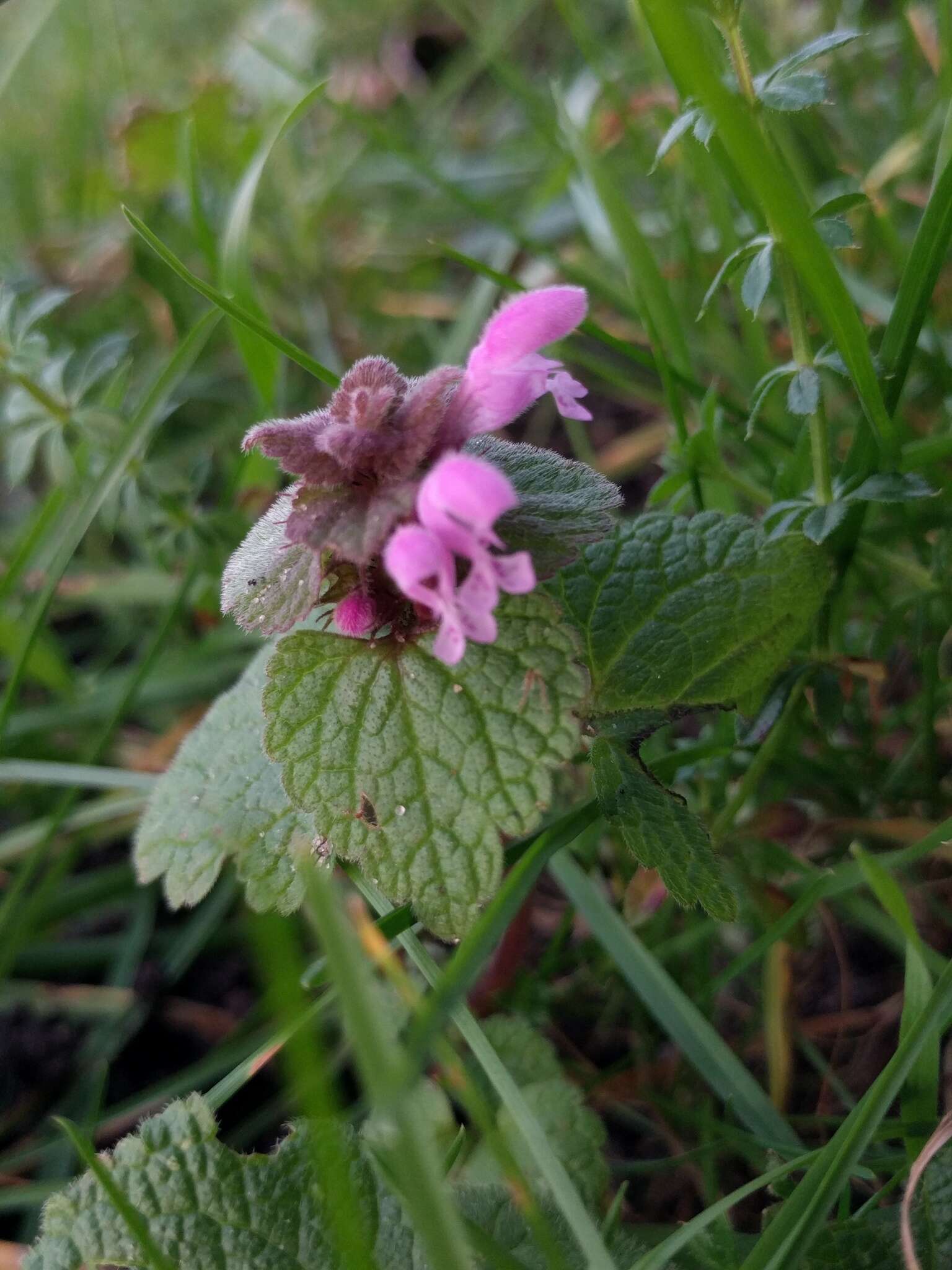 Image of purple archangel