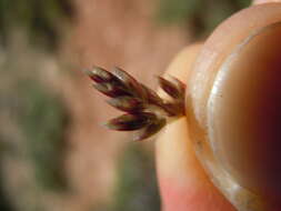 Image de Poa fendleriana (Steud.) Vasey