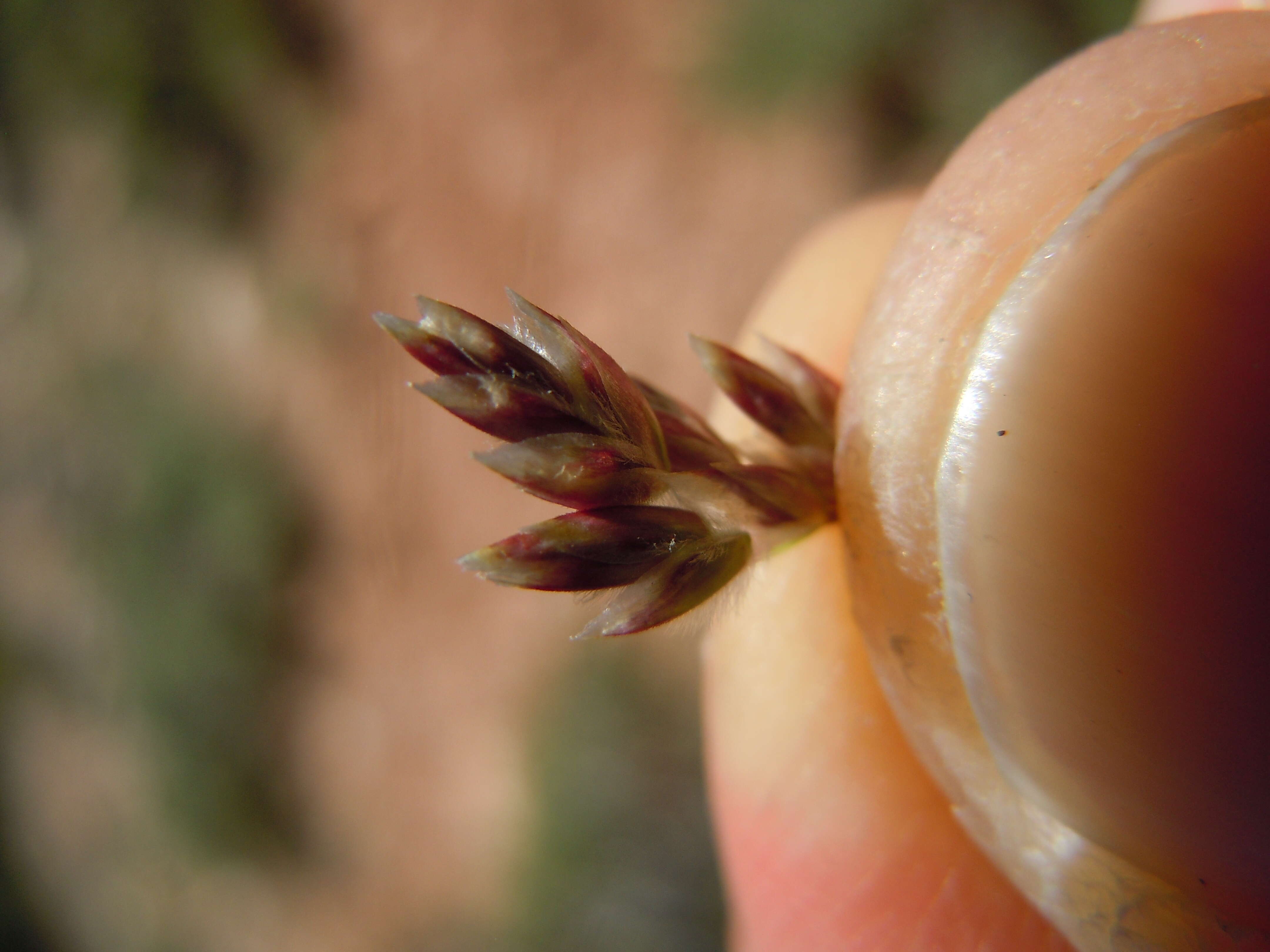 Image de Poa fendleriana (Steud.) Vasey