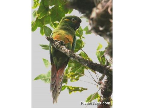 Image of Golden-plumed Parakeet