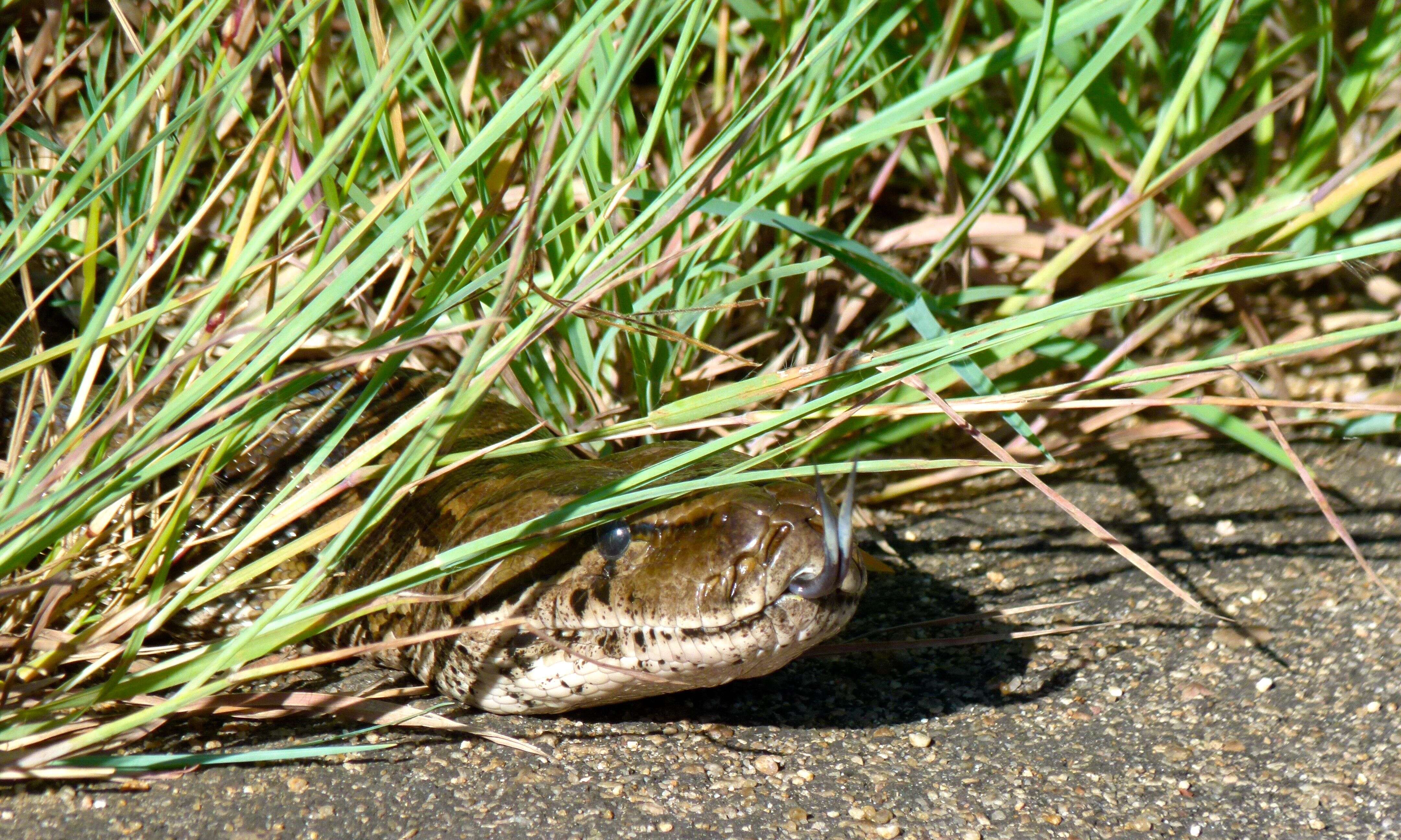 Image of Southern African Python