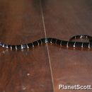 Image of Coral Snake