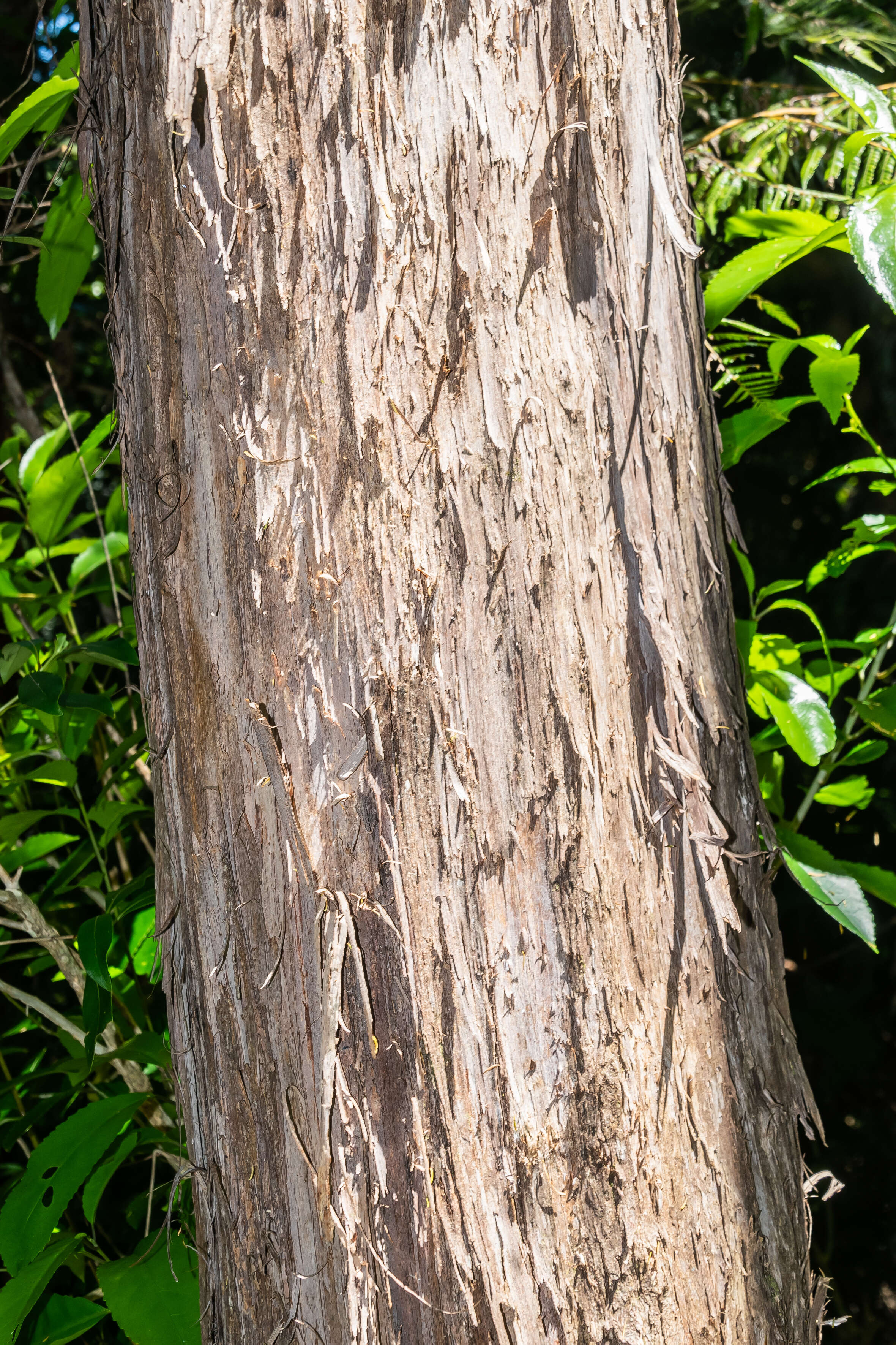 Image of Podocarpus laetus