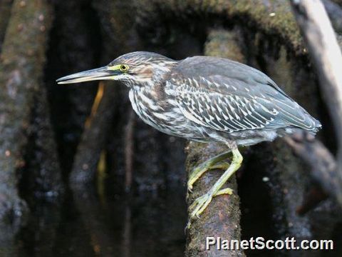 Image of Striated Heron