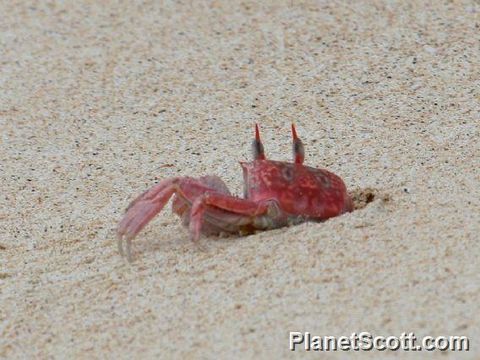 Image of Galapagos Ghost Crab