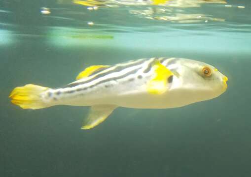 Image of Yellowfin Puffer