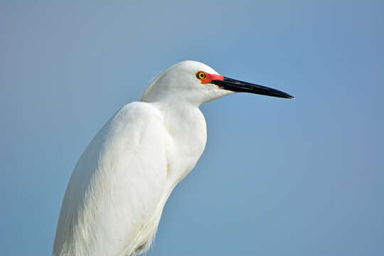 Image of Snowy Egret