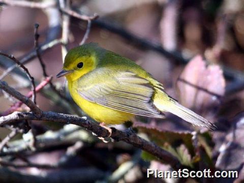 Image of Hooded Warbler
