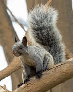 Image of Guayaquil Squirrel