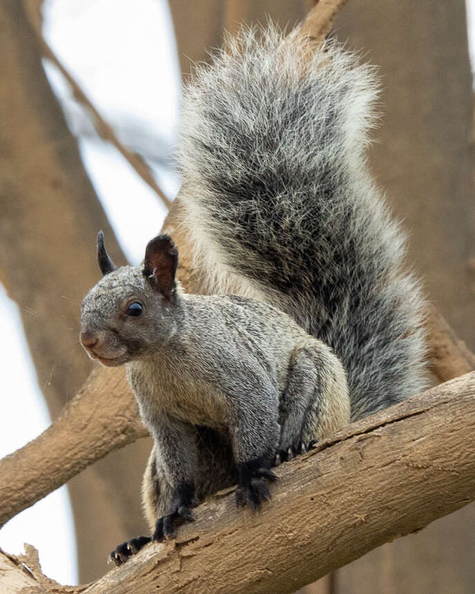 Image of Guayaquil Squirrel