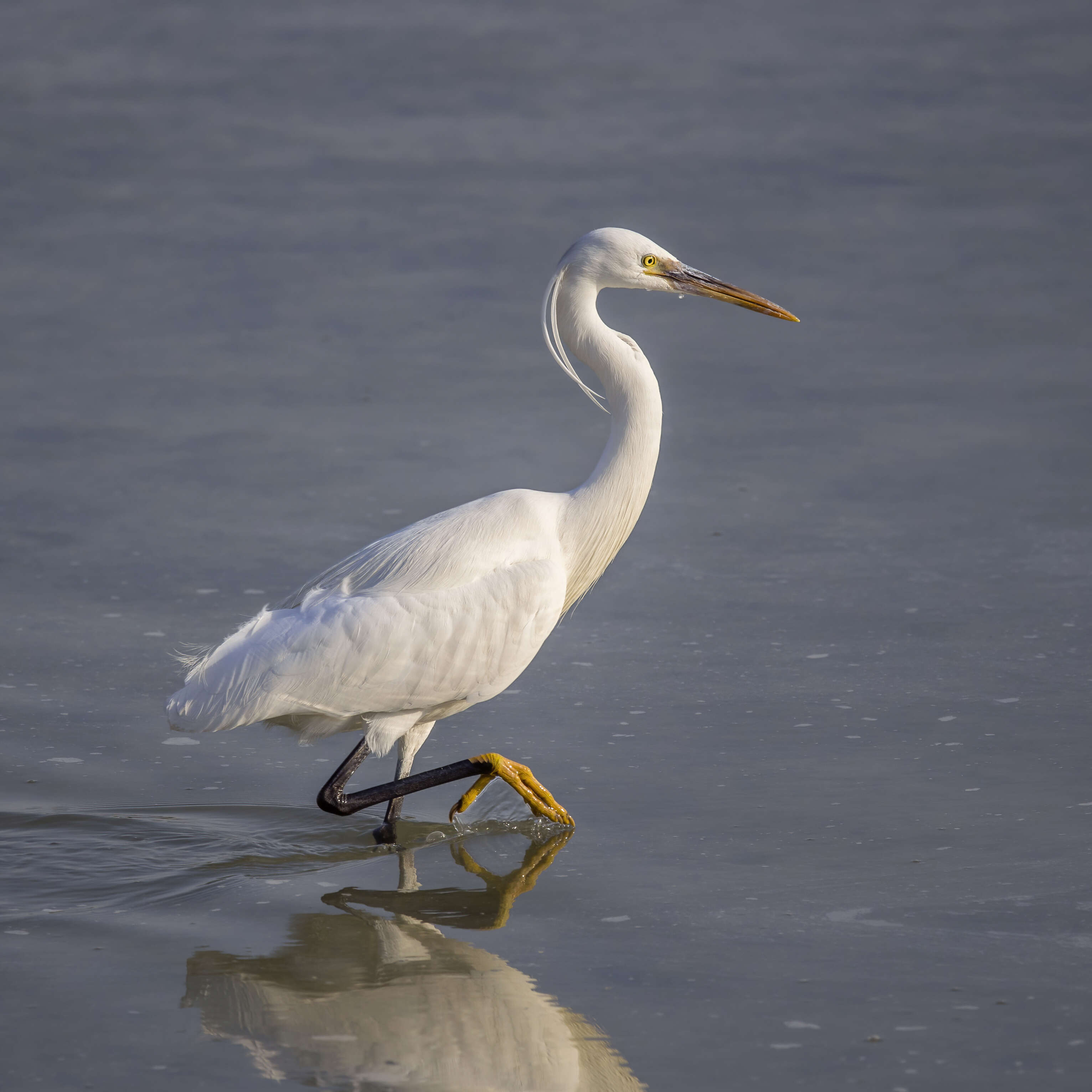 Image of Western Reef Heron