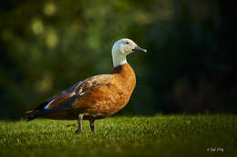 Image of Paradise Shelduck