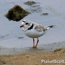 Image of Piping plover