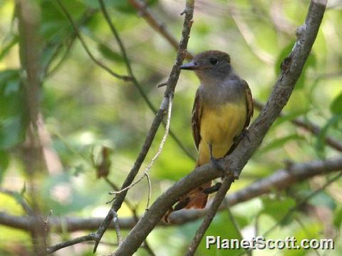 Image of Great Crested Flycatcher
