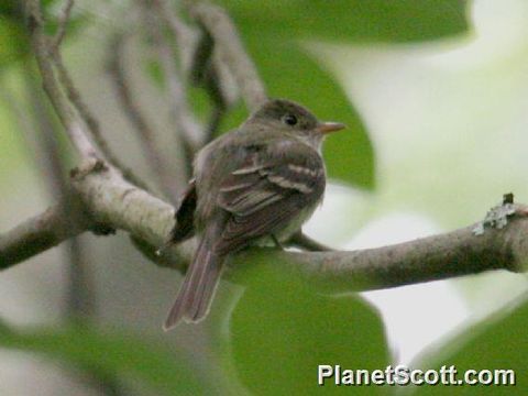 Image of Acadian flycatcher
