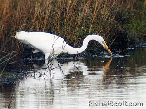 Image of Western great egret