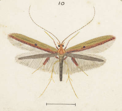 Image of Caloptilia chrysitis (Felder & Rogenhofer 1875)