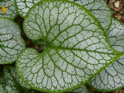 Plancia ëd Brunnera