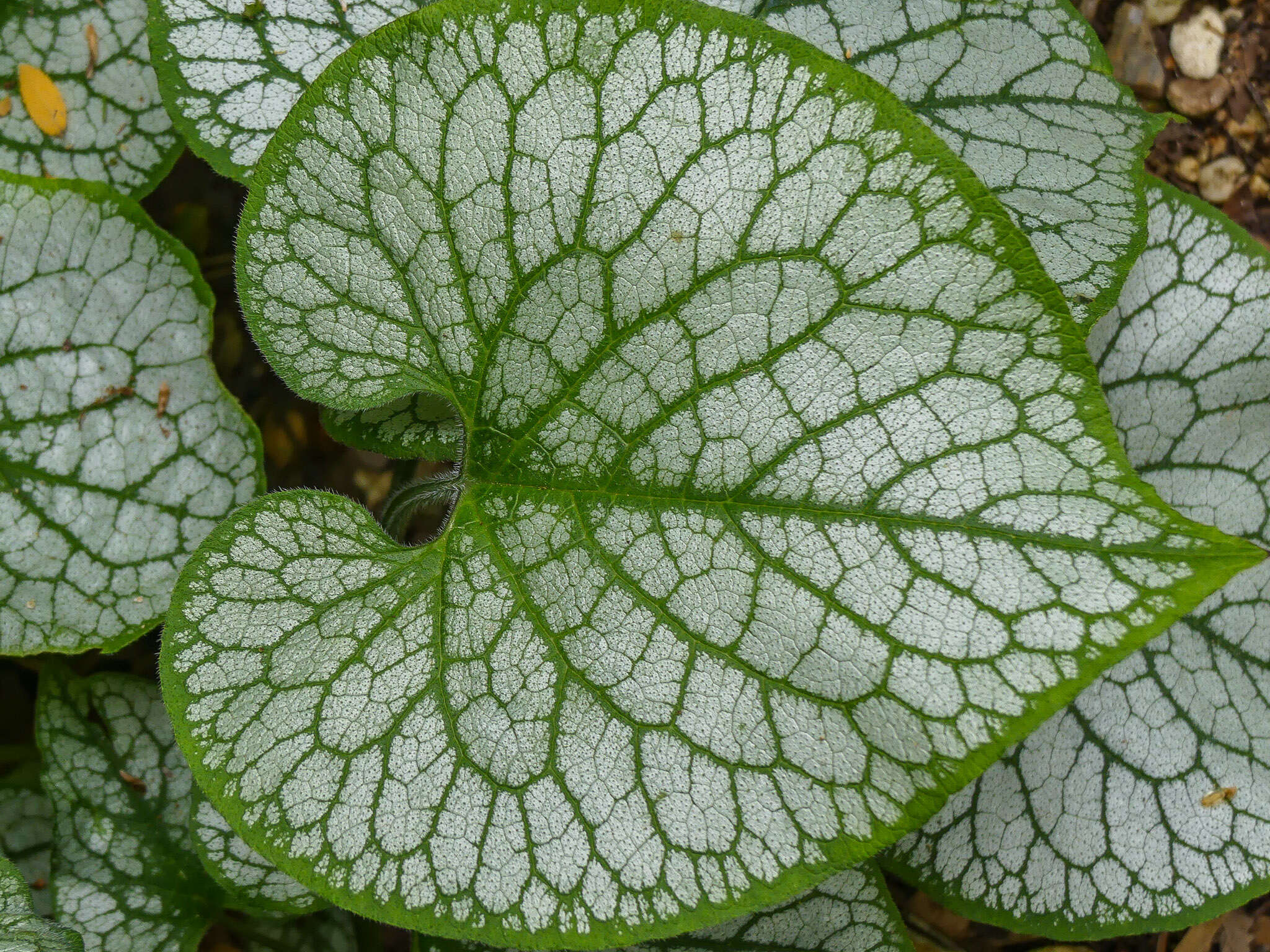 Plancia ëd Brunnera