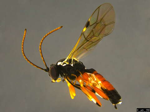 Image of Parasitoid wasp