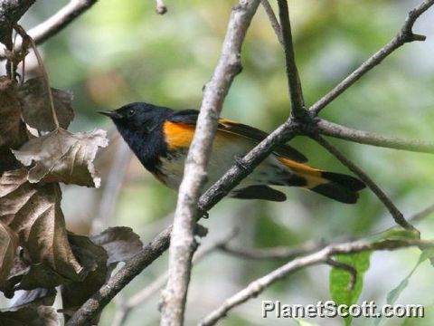 Image of American Redstart
