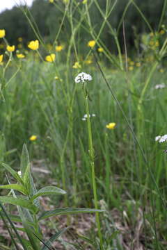 Image of marsh valerian