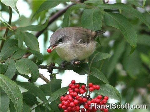 Image of Common whitethroat
