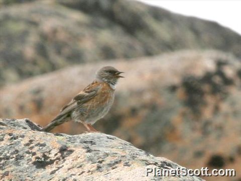 Image of Himalayan Accentor