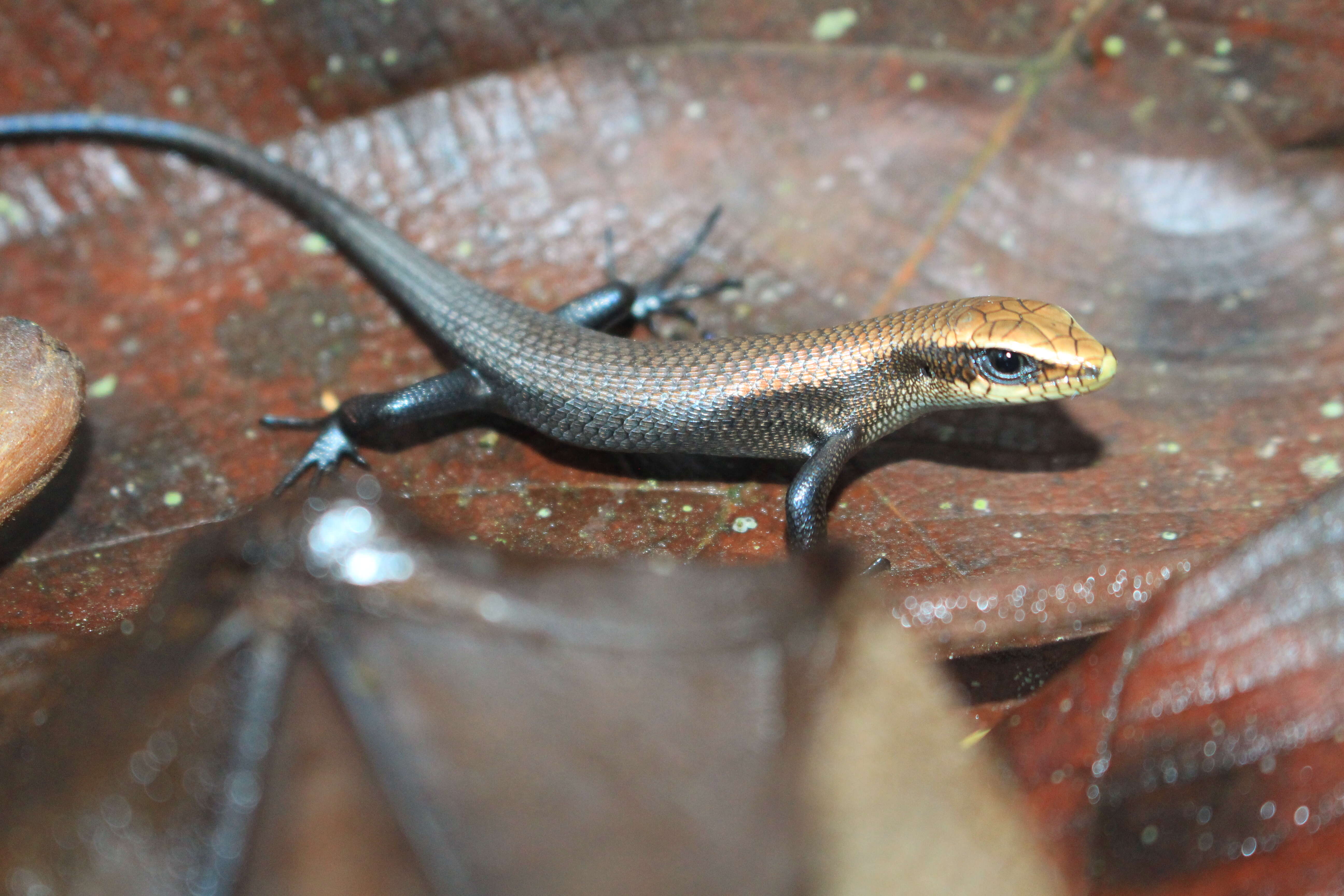 Image of Common Sun Skink