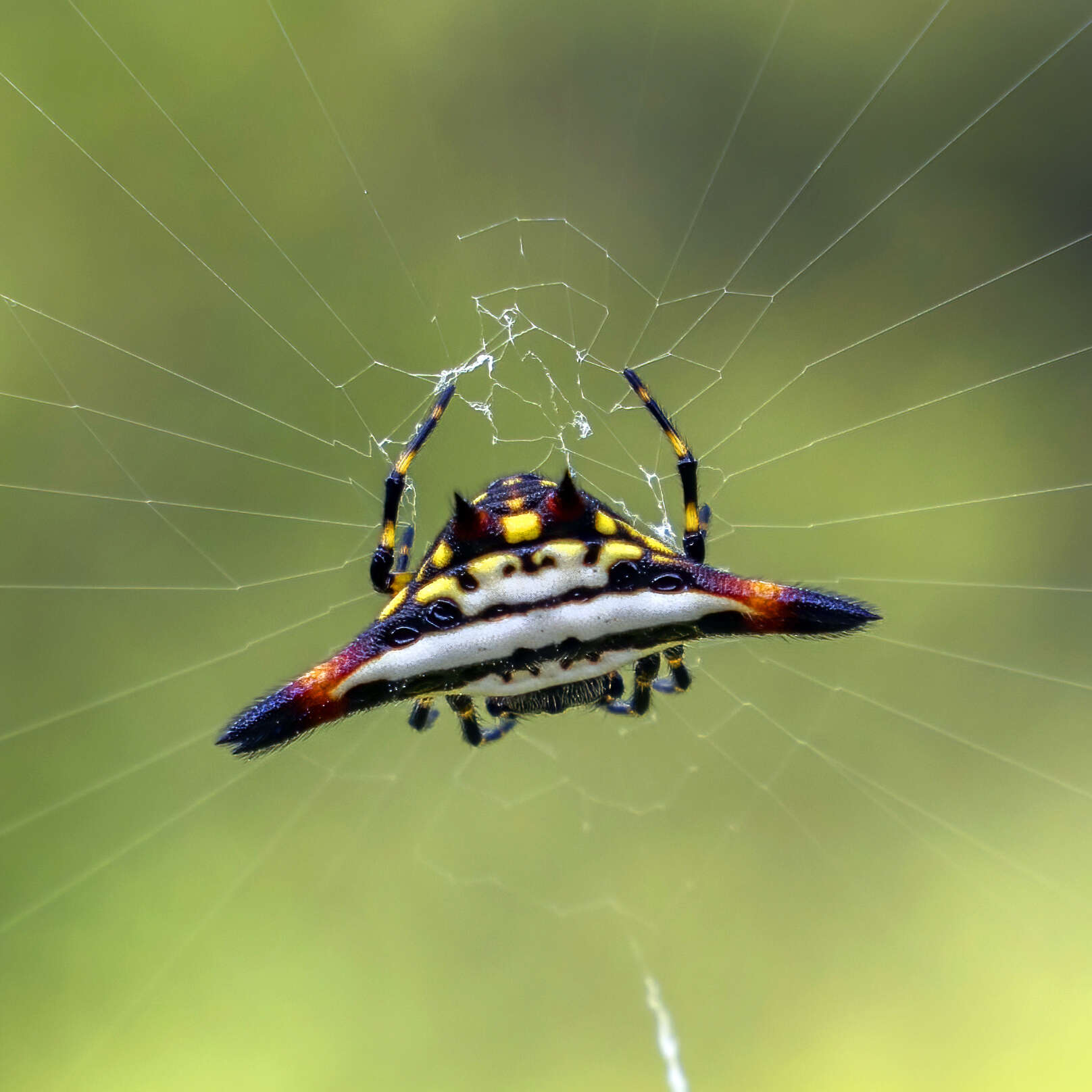 Image of Gasteracantha geminata (Fabricius 1798)