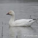 Download Snow Goose Encyclopedia Of Life