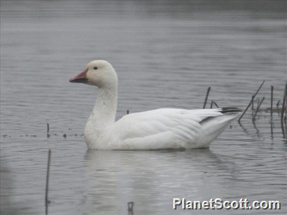 Download Snow Goose Encyclopedia Of Life