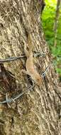 Image of Puerto Rican Crested Anole