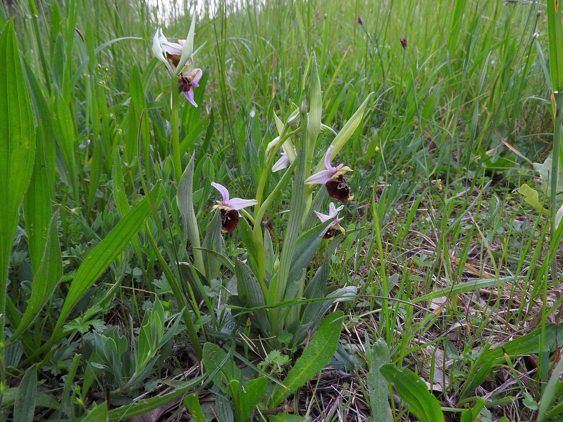 Image of Ophrys holosericea