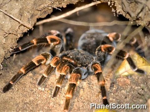 Image of Costa Rica Red-legged Tarantula