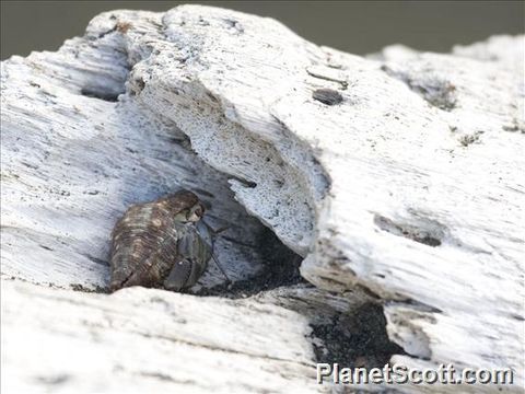 Image of Semi-terrestrial Hermit Crab