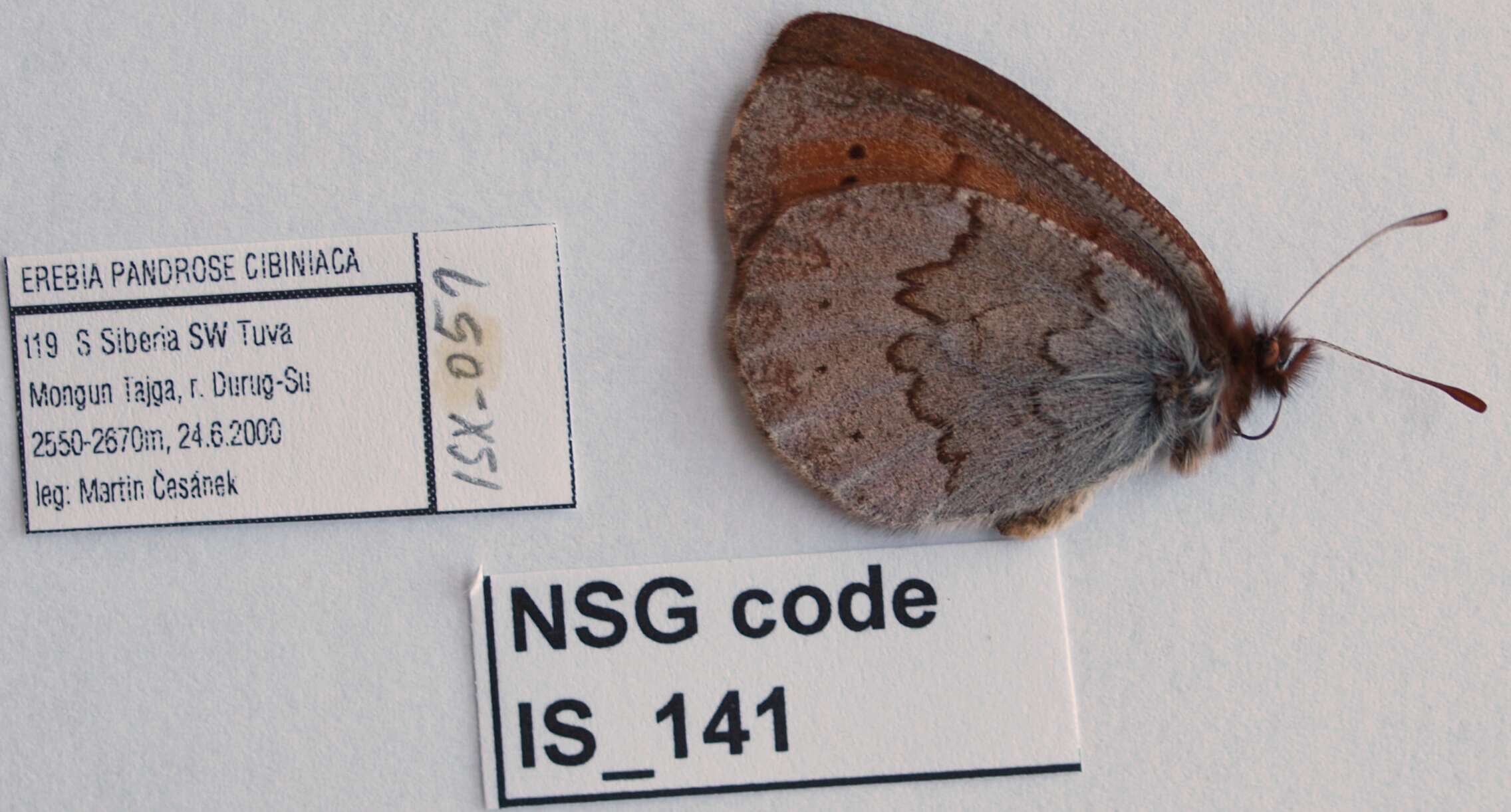 Image of Erebia pandrose