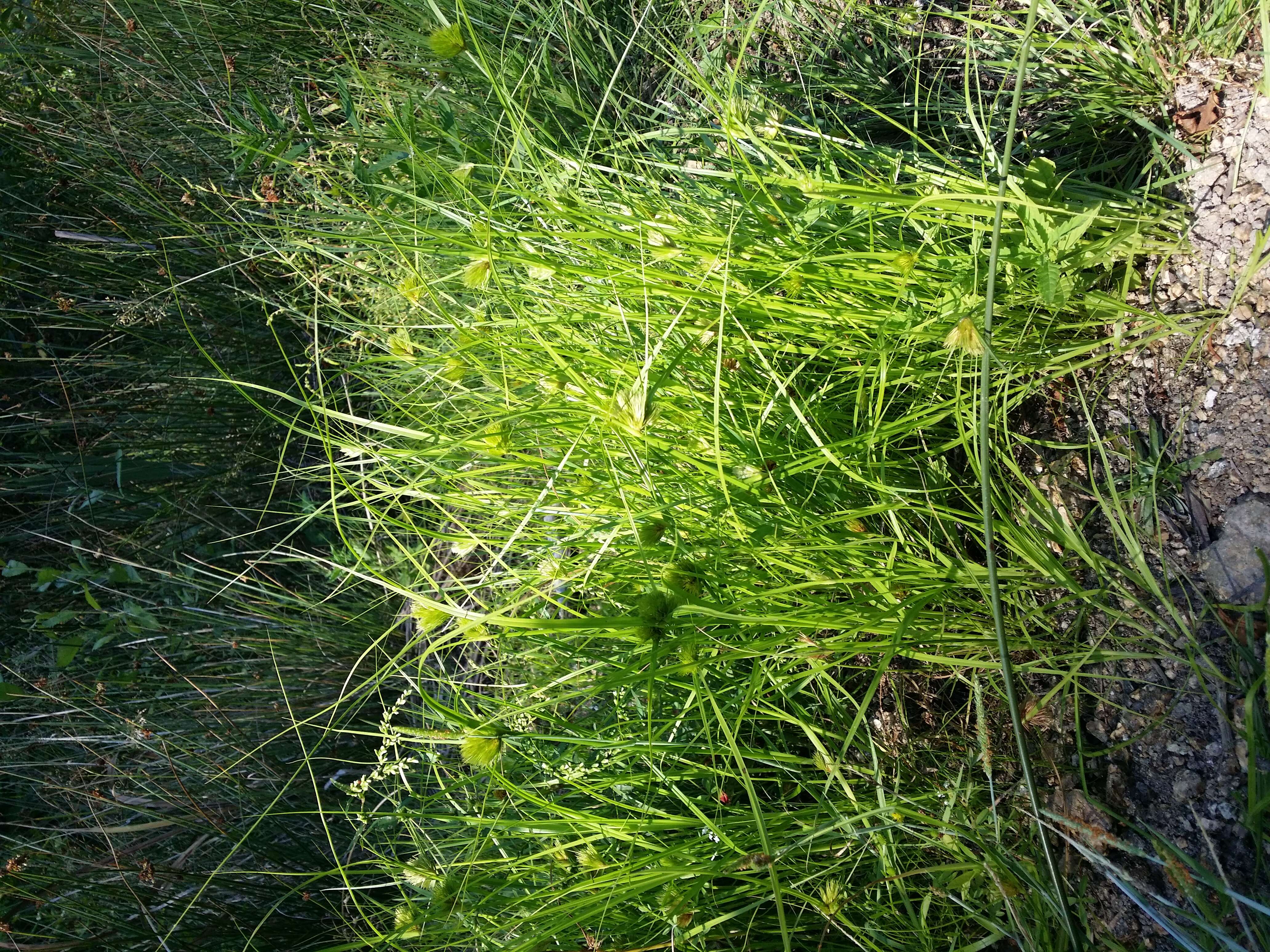 Image of Bohemian Sedge