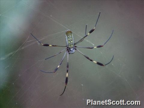 Image of Golden Silk Orb-weaver