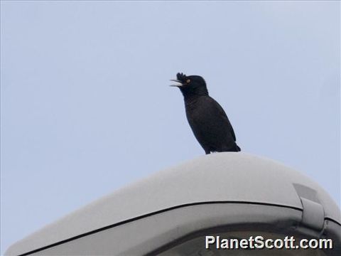 76.planetscott 5301.580x360