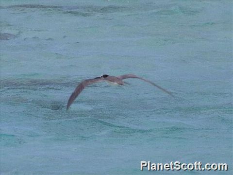 Image of Gray-backed Tern
