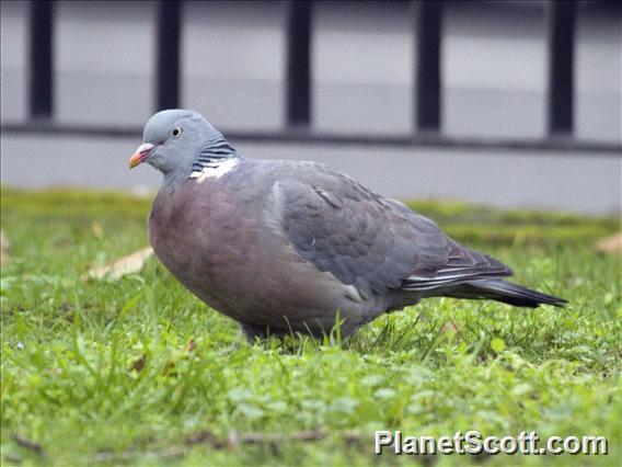 Common wood pigeon lifespan