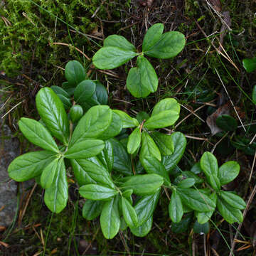 Image of lingonberry