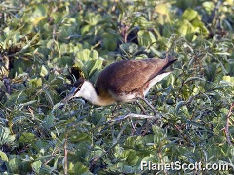 Image of African Jacana