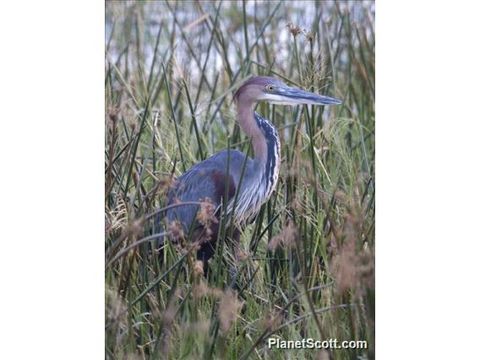 Image of Goliath Heron