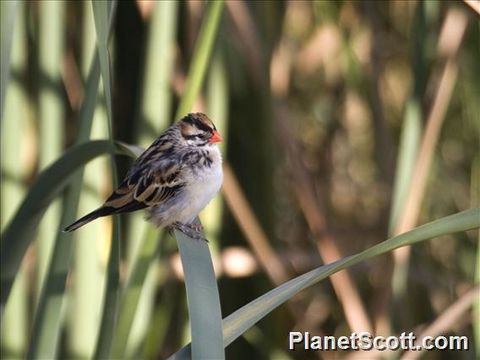 Image of Pin-tailed Whydah